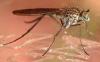 Campsicnemus umbripennis